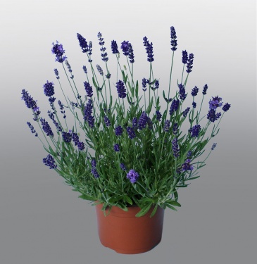 Лаванда узколистная (Lavandula angustifolia)