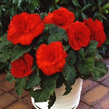 Бегония клубневая махровая (Begonia tuberhybrida)