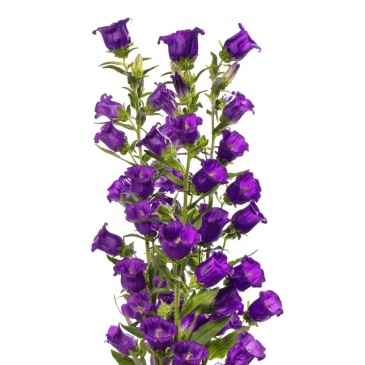 Колокольчик средний (Campanula medium)