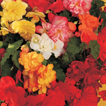 Бегония клубневая махровая ампельная (Begonia tuberhybrida)