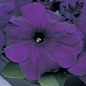Петуния крупноцветковая (Petunia grandiflora)