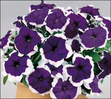 Петуния многоцветковая (Petunia multiflora)