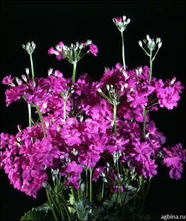 Примула нежная (Primula malacoides)