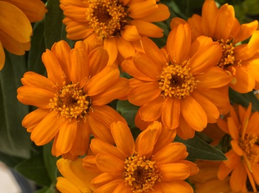 Цинния изящная (Zinnia elegans)
