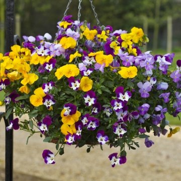 Виола виттрока ампельная (Viola x wittrockiana)