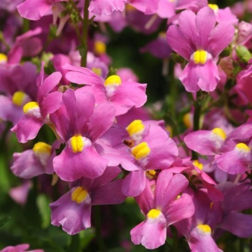 Немезия лазоревая (Nemesia foetens)