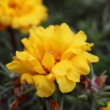 Портулак крупноцветковый (Portulaca grandiflora)