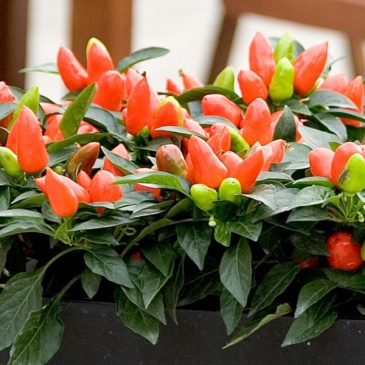 Перец летний (Capsicum annuum)