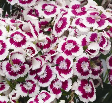 Гвоздика китайская х турецкая (Dianthus chinensis x barbatus)