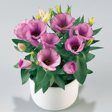 Лизиантус (Эустома) крупноцветковый (Lisianthus grandiflorum)