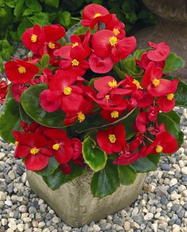 Бегония вечноцветущая (зеленая листва) (Begonia semperflorens)