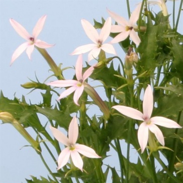 Изотома (Лаурентия) гибридная (Isotoma hybrida)