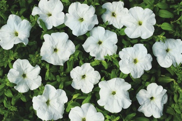 Петуния ампельная гибридная (Petunia x hybrida)