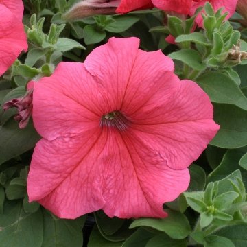Петуния крупноцветковая (Petunia grandiflora)
