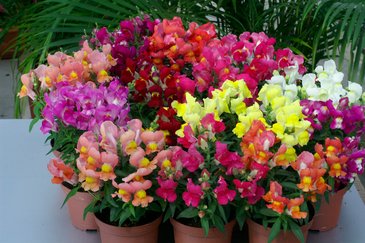 Львиный зев (Антирринум) большой (Antirrhinum majus)
