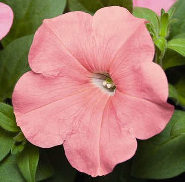 Петуния ампельная гибридная (Petunia х hybrida)