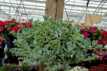 Мертензия приморская (Mertensia maritima)