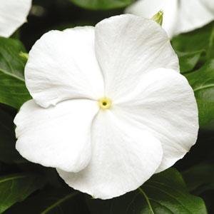 Катарантус розовый (Vinca rosea)
