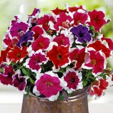 Петуния крупноцветковая (Petunia grandiflora)