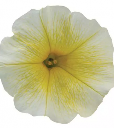 Петуния ампельная гибридная (Petunia х hybrida)