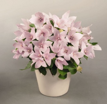 Платикодон крупноцветковый (Platycodon grandiflorus)