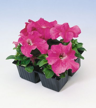 Петуния крупноцветковая (Petunia grandiflora)