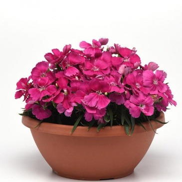 Гвоздика китайская (Dianthus chinensis)