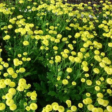 Пиретрум девичий (Tanacetum parthenium)