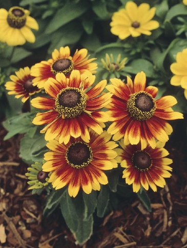 Рудбекия волосистая (Rudbeckia hirta)