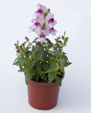 Львиный зев (Антирринум) большой (Antirrhinum majus)