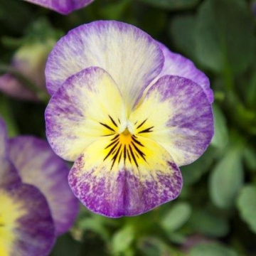 Виола рогатая (Viola cornuta)