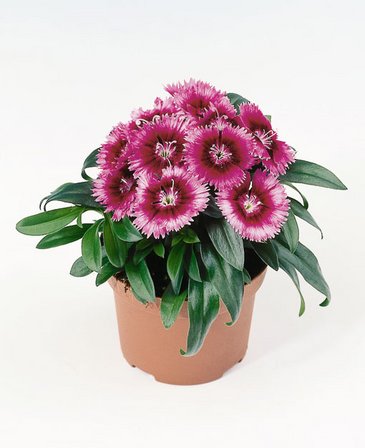 Гвоздика гибридная (Dianthus interspecific)