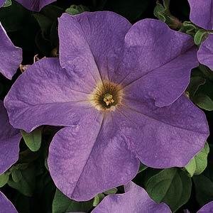 Петуния крупноцветковая (Petunia grandiflora)