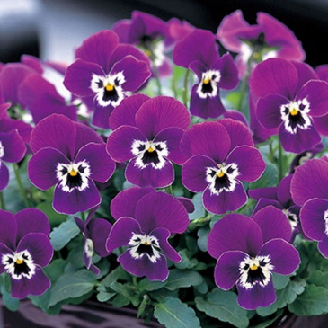 Виола рогатая (Viola cornuta)