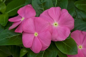 Катарантус розовый (Vinca rosea)