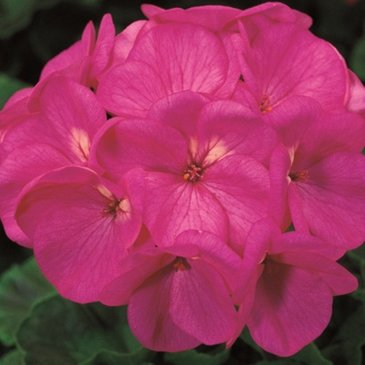 Герань (пеларгония садовая) (Pelargonium x hortorum)