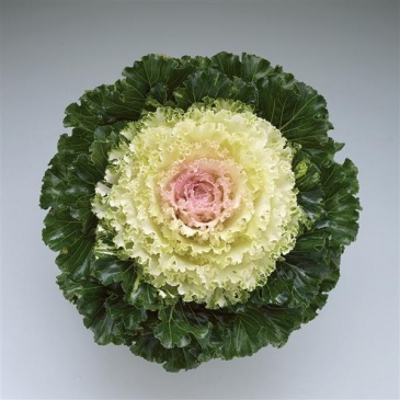 Декоративная капуста (Brassica oleracea)