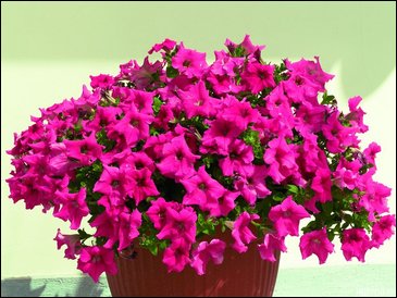 Петуния ампельная гибридная (Petunia x hybrida)
