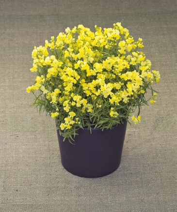 Льнянка марокканская (Linaria maroccana)