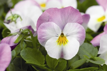 Виола рогатая (Viola cornuta)