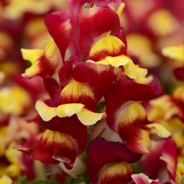 Львиный зев (Антирринум) большой (Antirrhinum majus)