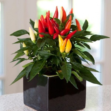 Перец летний (Capsicum annuum)