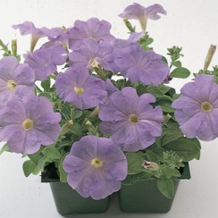 Петуния многоцветковая (Petunia multiflora)