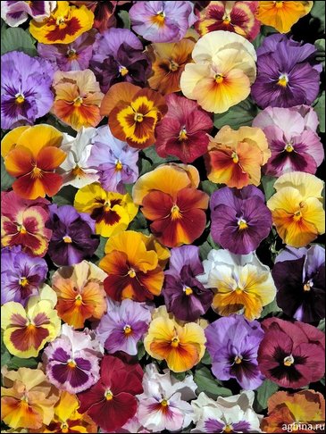 Виола Виттрока (Viola wittrockiana)
