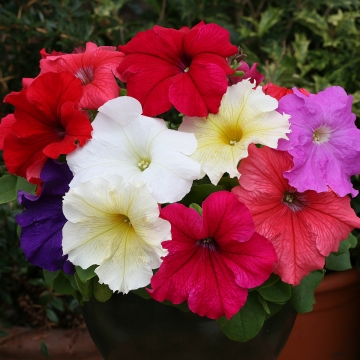 Петуния крупноцветковая (Petunia grandiflora)