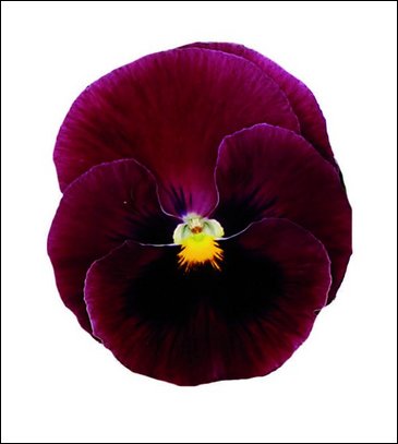 Виола Виттрока (Viola wittrockiana)