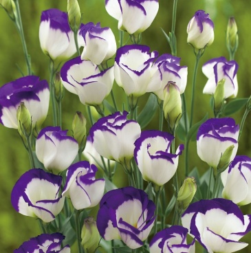 Лизиантус (Эустома) крупноцветковый (Lisianthus grandiflorum)