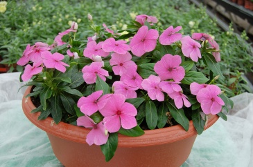 Катарантус розовый ампельный (Vinca rosea)
