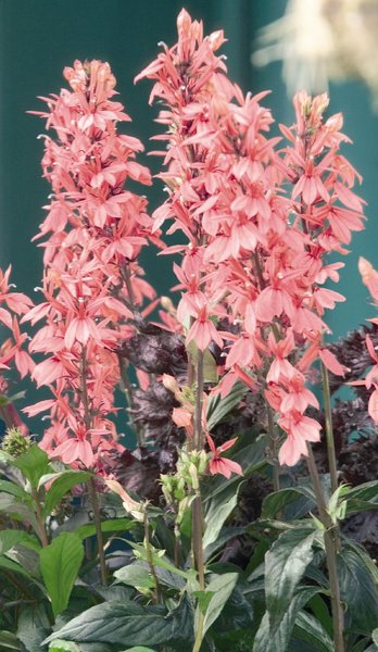 Лобелия прекрасная (Lobelia speciosa)