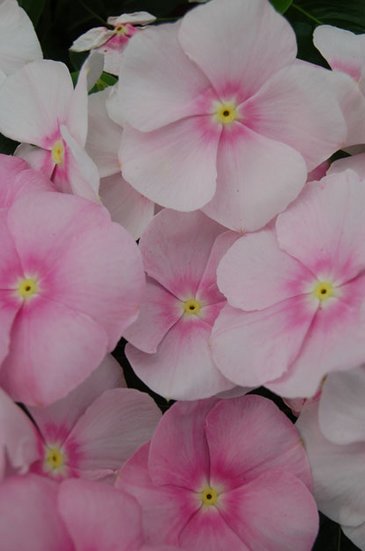 Катарантус розовый (Vinca rosea)